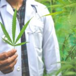 Medyczna marihuana w Polsce – kto może ją dostać legalnie?